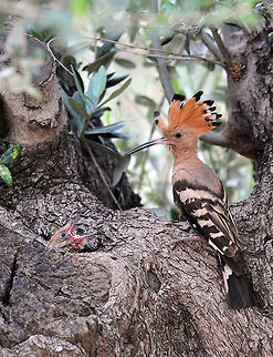 Upupa epops A Upupa epops with its characteristic feathers and bright yellow crest. Birds,Chick,Hoopoe,Upupa epops
