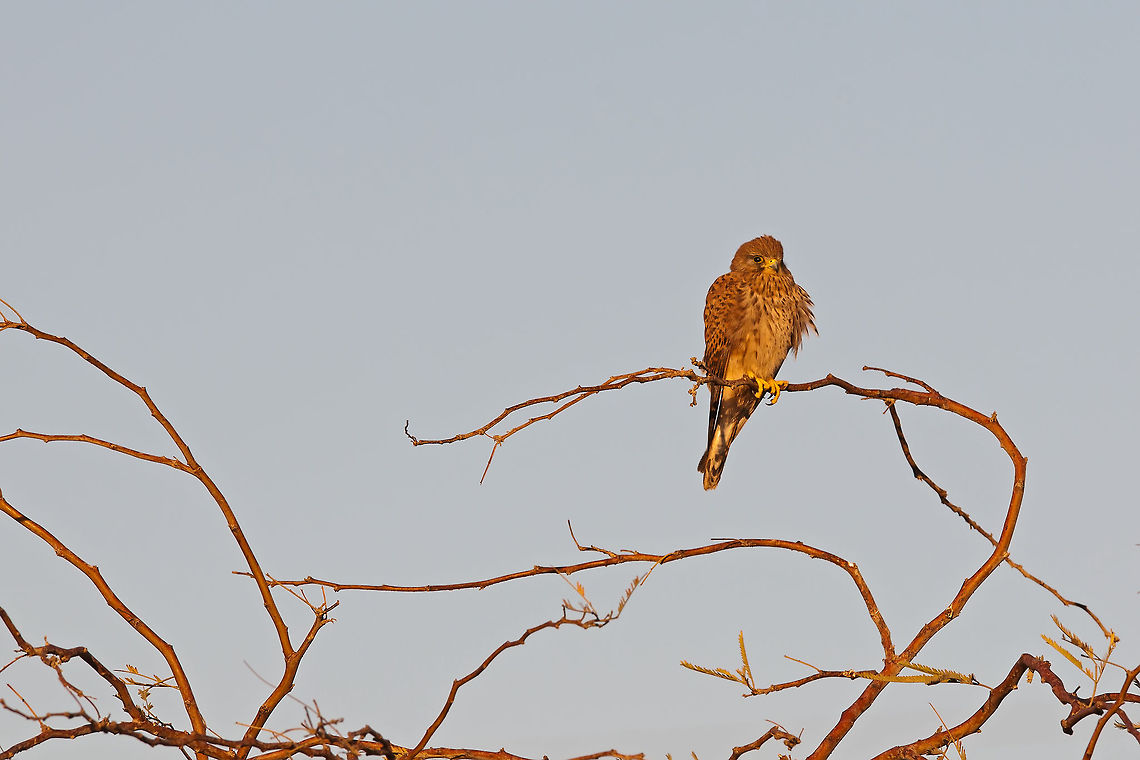 Falco tinnunculus Falco tinnunculus Accipitriformes,Birds,Falcon,Falconiformes