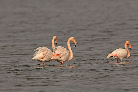 Phoenicopteriformes  American Flamingo,Birds,Flamingo,Phoenicopterus ruber