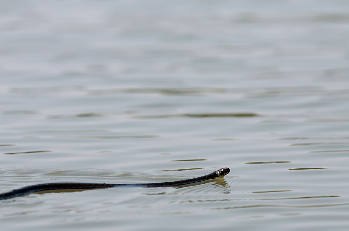 Snake   Acrochordoidea,Serpentes,Snake