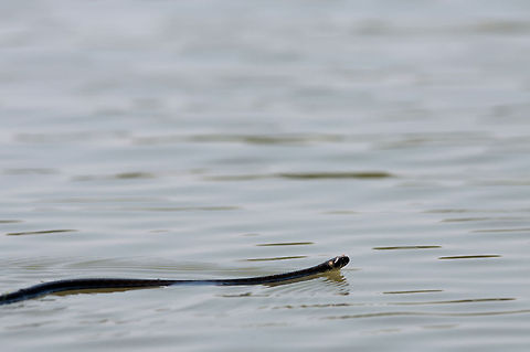 Snake   Acrochordoidea,Serpentes,Snake
