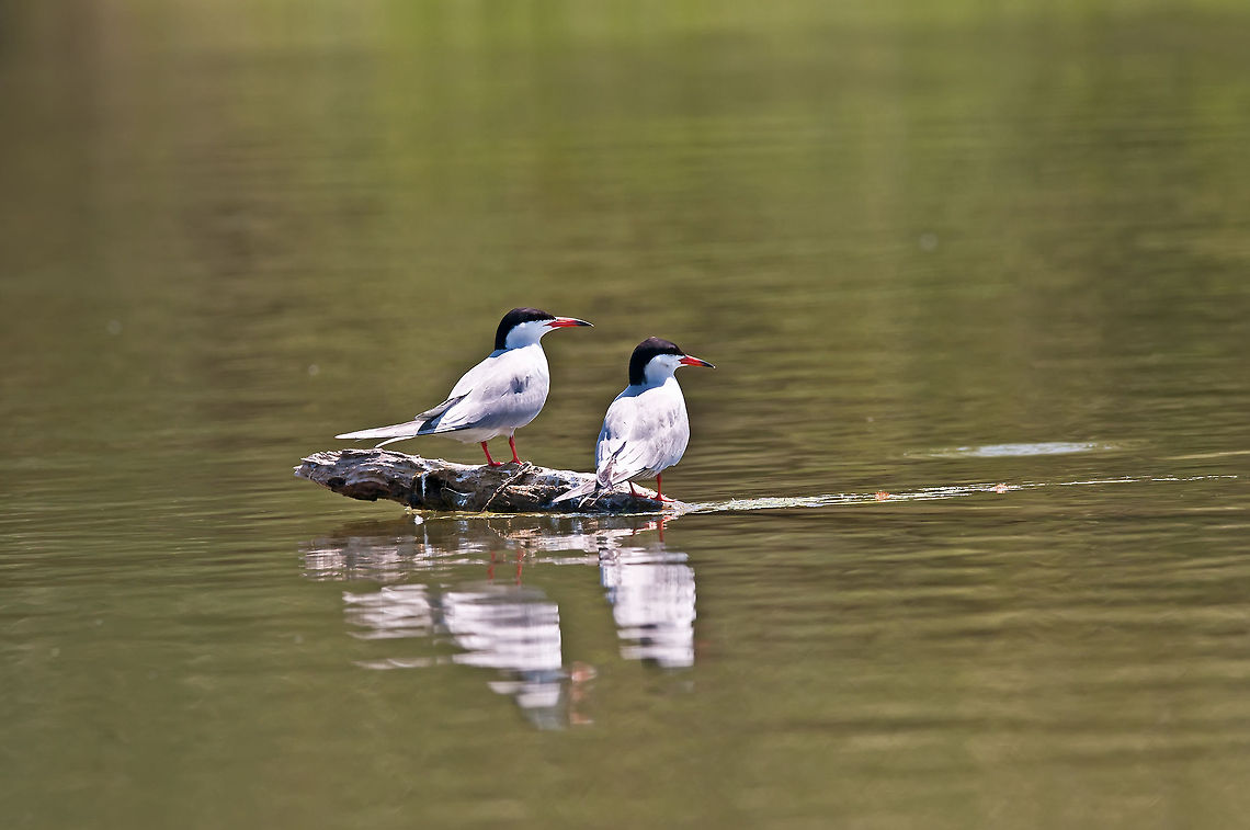 2 Common Tern  Common Tern,Sterna hirundo