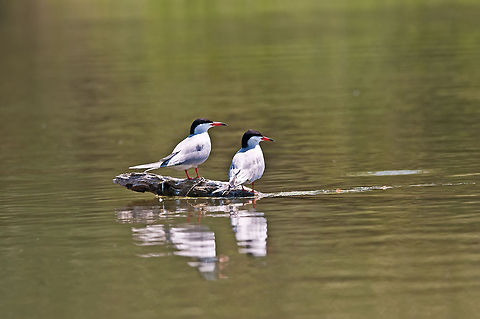 2 Common Tern  Common Tern,Sterna hirundo