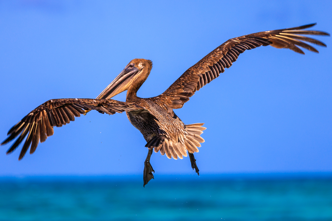 Brown Pelican, Half Moon Caye, Belize (2023) Brown Pelican, Half Moon Caye, Belize Belize,Brown pelican,Geotagged,Pelecanus occidentalis