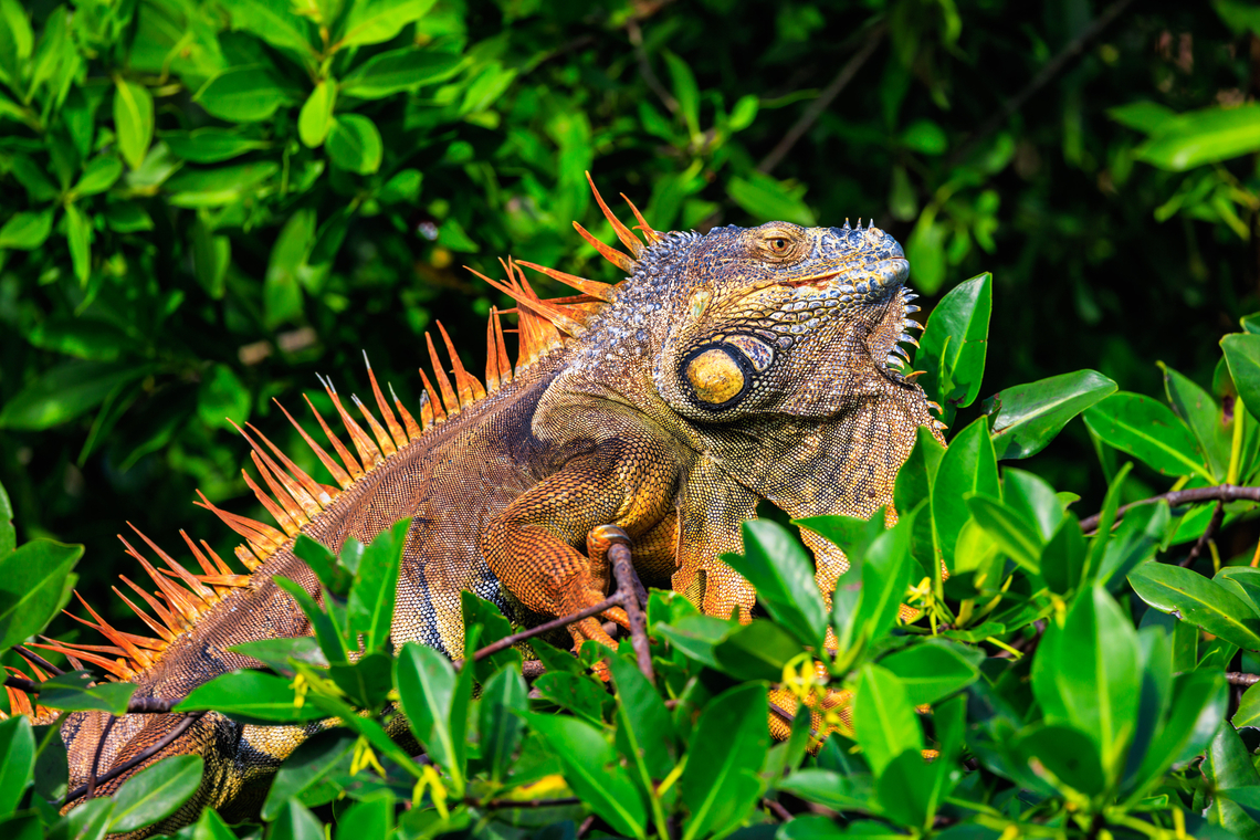 Iguana, Placencia, Belize (2023) Iguana, Placencia, Belize Belize,Geotagged,Green iguana,Iguana,Iguana iguana,Placencia