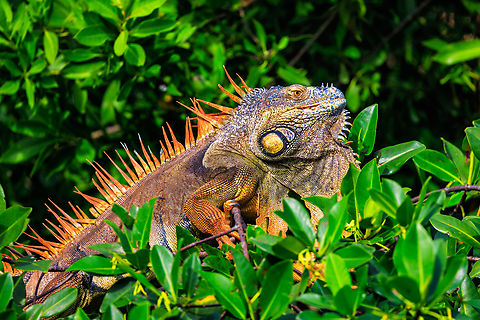 Iguana, Placencia, Belize (2023) Iguana, Placencia, Belize Belize,Geotagged,Green iguana,Iguana,Iguana iguana,Placencia