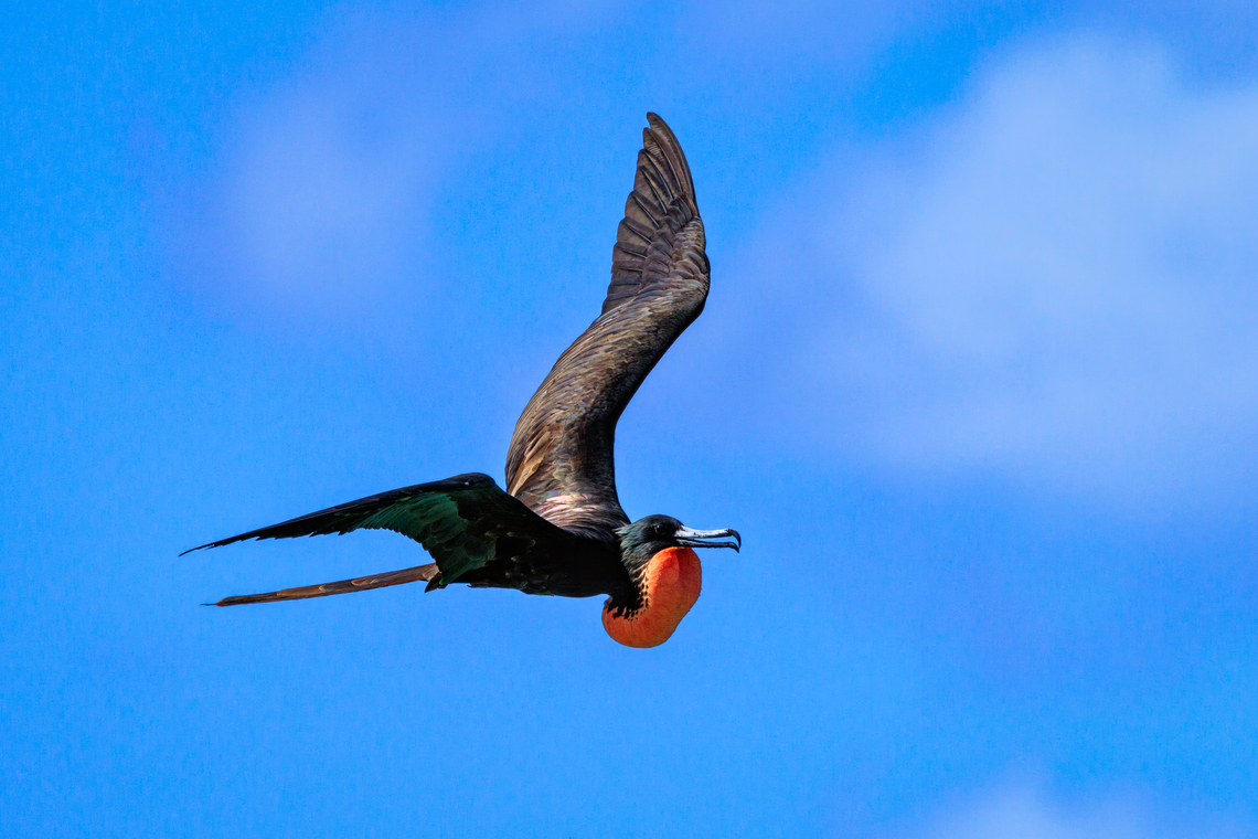 Magnificent Frigate Male, Half Moon Caye, Belize (2023) Displaying male red gular sac inflight Belize,Birds,Fall,Fregata magnificens,Geotagged,Half Moon Caye,Magnificent Frigatebird,Ponant