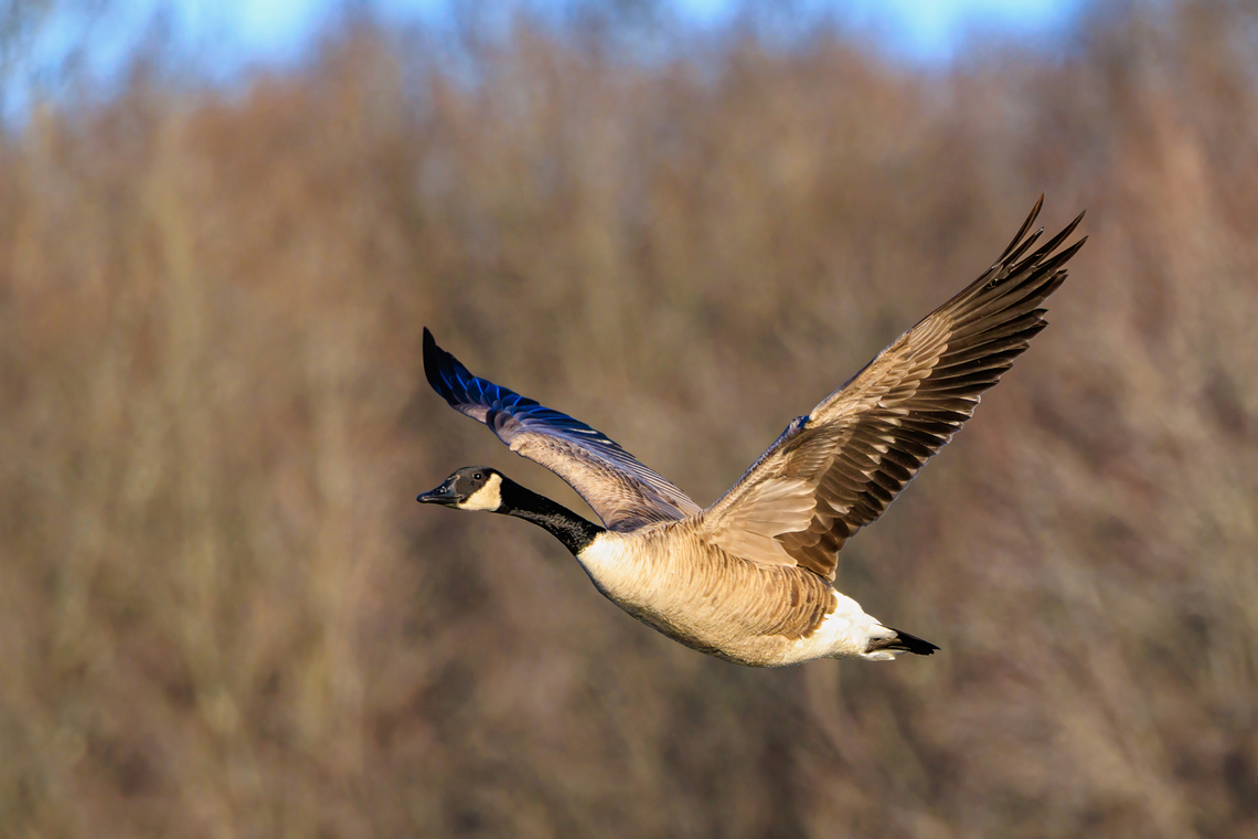 Canada Goose in Flight, Huntley Meadows Park, Alexandria, Virginia  Alexandria,Branta canadensis,Canada Goose,Canada goose,Fairfax County,Geotagged,Huntley Meadows Park,Places,United States,Virginia,Winter
