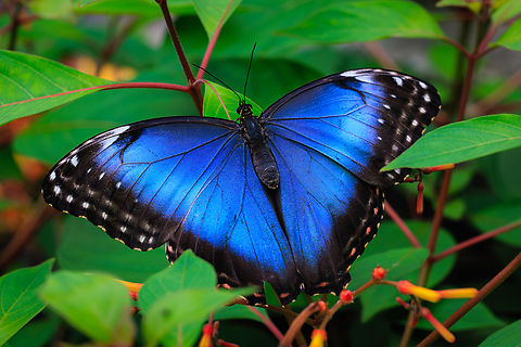 Menelaus blue morpho (Morpho menelaus) at the Butterfly Experience, Brookside Gardens, Silver Spring, MD (April 12, 2025) Visitors to the seasonal exhibit get an intimate, up-close look at hundreds of brilliant live butterflies from North America, Costa Rica, Africa, and Asia as they flutter among colorful flowers throughout Brookside Gardens&rsquo; South Conservatory. Blue Morpho,Brookside Gardens,Butterfly,Butterfly Experience,Geotagged,Macro,Maryland,Menelaus Morpho,Montgomery County,Morpho menelaus,Places,Silver Spring,Spring,United States,Wheaton Regional Park