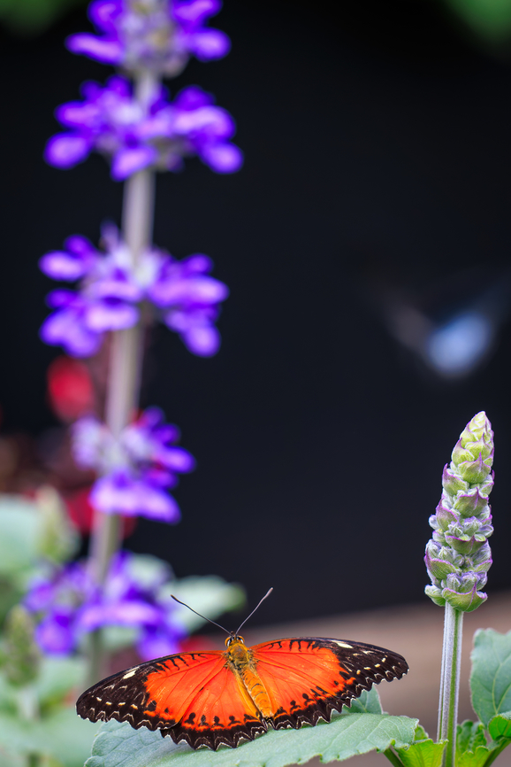 Red Lacewing Butterfly (Cethosia biblis), Brookside Gardens, Sil  Brookside Gardens,Butterfly Experience,Cethosia biblis,Cethosia biblis insularis,Geotagged,Insects,Maryland,Montgomery County,Places,Red Lacewing Butterfly,Silver Spring,Spring,United States,Wheaton Regional Park,Wildlife