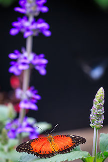 Red Lacewing Butterfly (Cethosia biblis), Brookside Gardens, Sil  Brookside Gardens,Butterfly Experience,Cethosia biblis,Cethosia biblis insularis,Geotagged,Insects,Maryland,Montgomery County,Places,Red Lacewing Butterfly,Silver Spring,Spring,United States,Wheaton Regional Park,Wildlife
