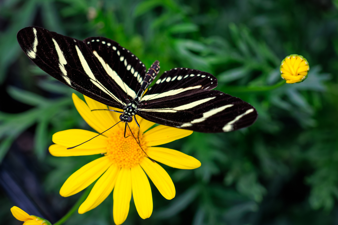 Zebra Longwing Butterfly, Brookside Gardens, Silver Spring, Mary The zebra longwing butterfly (*Heliconius charithonia*) is native to the Americas and is especially common in the southeastern United States, Central America, and parts of South America. It thrives in warm, humid environments like subtropical forests, gardens, and hammocks.<br />
<br />
Historically, this butterfly has fascinated naturalists for centuries due to its striking black-and-yellow striped wings and unique behaviors. It was first described in the 18th century and is notable for its unusually long lifespan compared to other butterflies&mdash;thanks to its ability to feed not just on nectar but also on pollen, which gives it extra nutrients and longevity. The zebra longwing is also Florida&#039;s official state butterfly and is admired for its slow, graceful flight and social roosting habits. Brookside Gardens,Butterfly Experience,Geotagged,Heliconius charithonia,Maryland,Montgomery County,Places,Silver Spring,Spring,United States,Wheaton Regional Park,Zebra Longwing,Zebra Longwing Butterfly