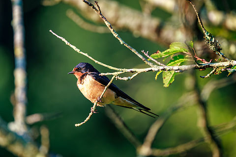 Barn Swallow, Meadowlark Botanical Gardens, Vienna, Virginia, 2025 A barn swallow rests in golden light at Meadowlark Botanical Gardens in Vienna, Virginia — a fleeting moment of calm, framed by late-summer branches and the hush of early morning. Barn Swallow,Geotagged,Hirundo rustica,Meadowlark Botantical Gardens,Summer,United States,Vienna,Virgiina