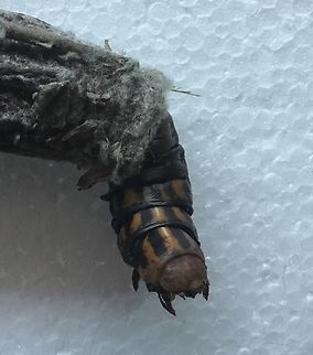 Saunders case moth  Australia,Geotagged,Metura elongatus,Saunders' case moth,Summer