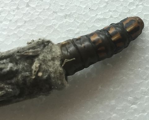 Female Saunders case moth caterpillar  Metura elongatus,Saunders' case moth