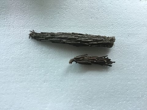 Female and male Saunders case moth caterpillars  Australia,Geotagged,Metura elongatus,Saunders' case moth,Summer