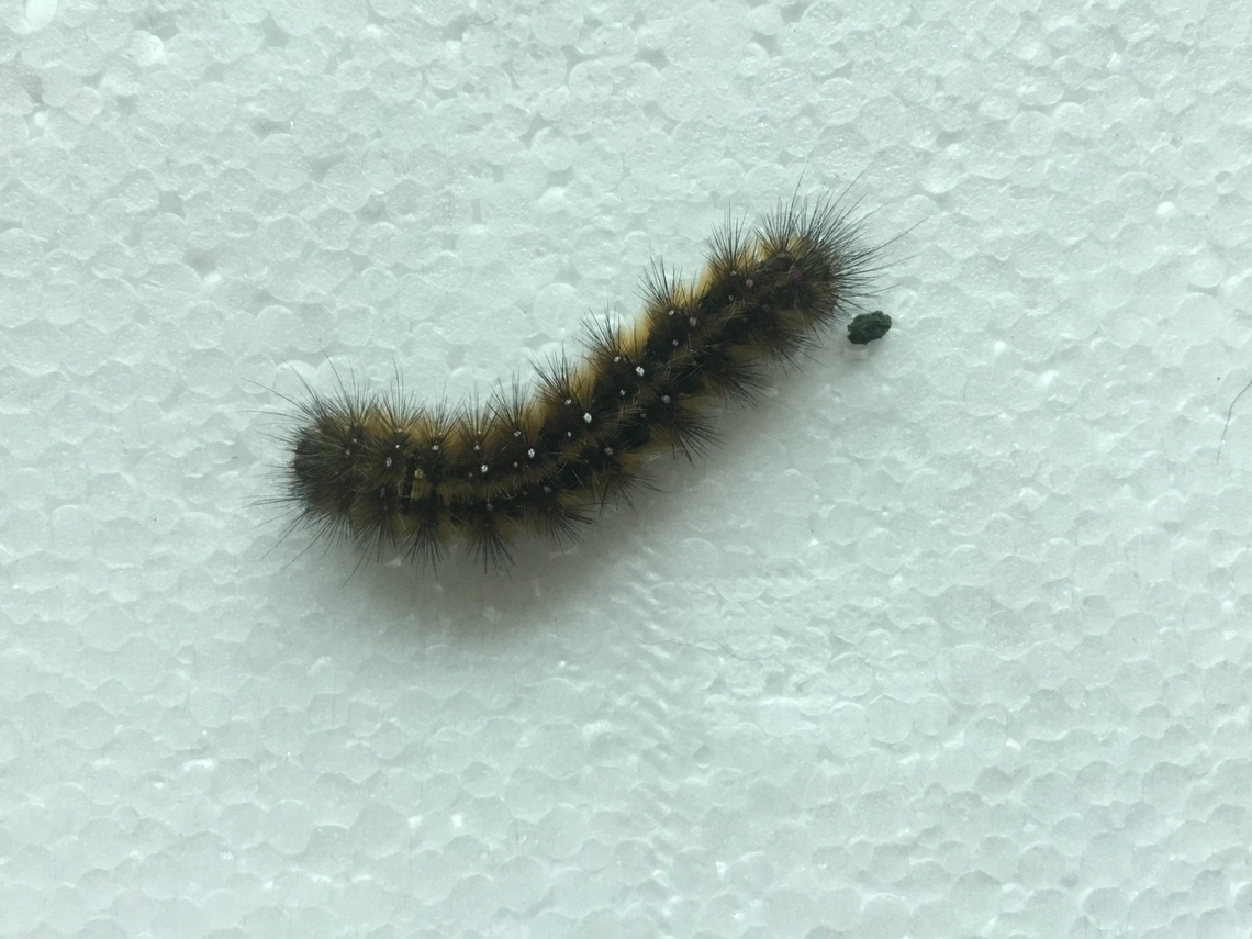 Common anthelid caterpillar  Anthela acuta,Australia,Common anthelid moth,Geotagged
