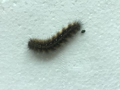 Common anthelid caterpillar  Anthela acuta,Australia,Common anthelid moth,Geotagged