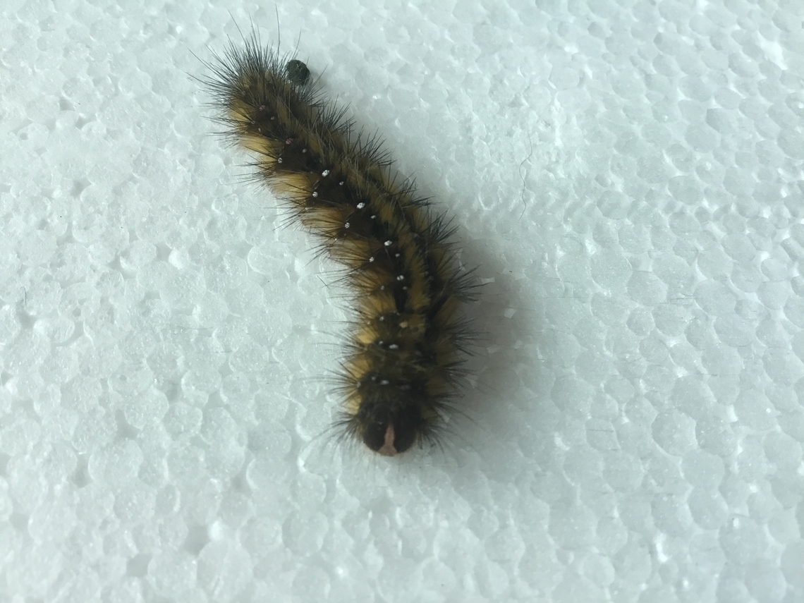 Common anthelid caterpillar caterpillar has dark brown body with black spikes and golden hairs between, the face has a pink shape while the body has white dots going to pink. Underbelly is a mix of reds, whits, and peach. Anthela acuta,Australia,Common anthelid moth