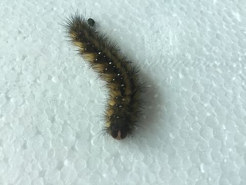 Common anthelid caterpillar caterpillar has dark brown body with black spikes and golden hairs between, the face has a pink shape while the body has white dots going to pink. Underbelly is a mix of reds, whits, and peach. Anthela acuta,Australia,Common anthelid moth