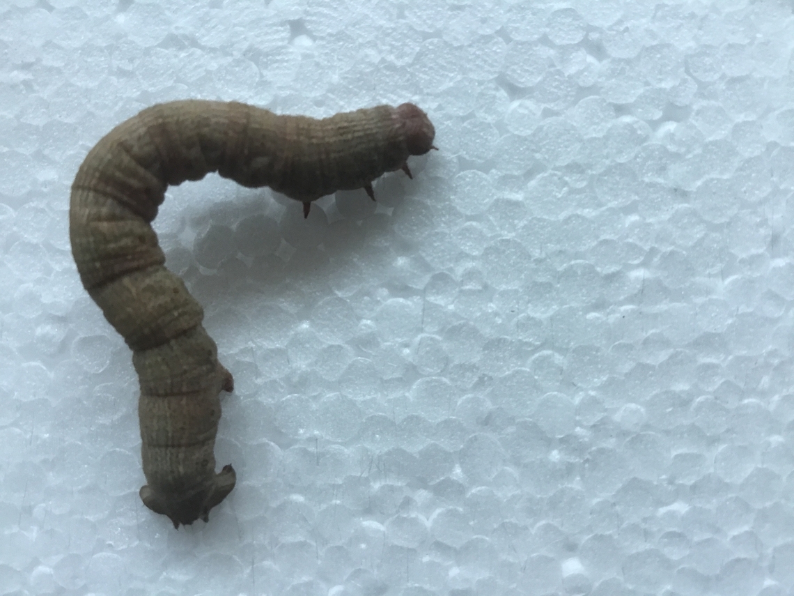 looper caterpillar  Australia,Geotagged,Pholodes sinistraria,Sinister moth