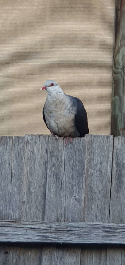 White headed pidgeon  Australia,Columba leucomela,Geotagged,White-headed pigeon