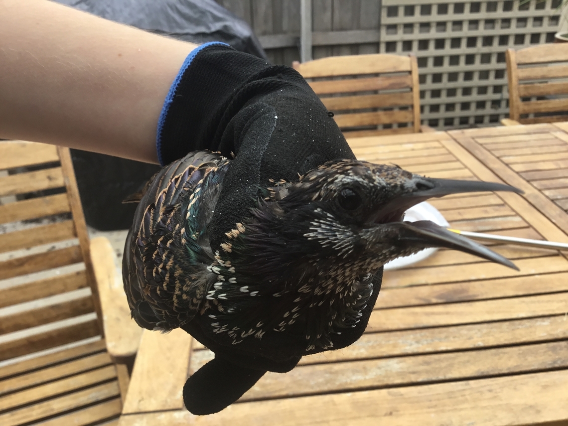 Common starling  Australia,Common Starling,Geotagged,Sturnus vulgaris,Summer