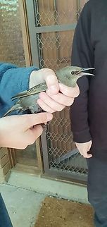 Juvenile common starling  Australia,Common Starling,Geotagged,Sturnus vulgaris