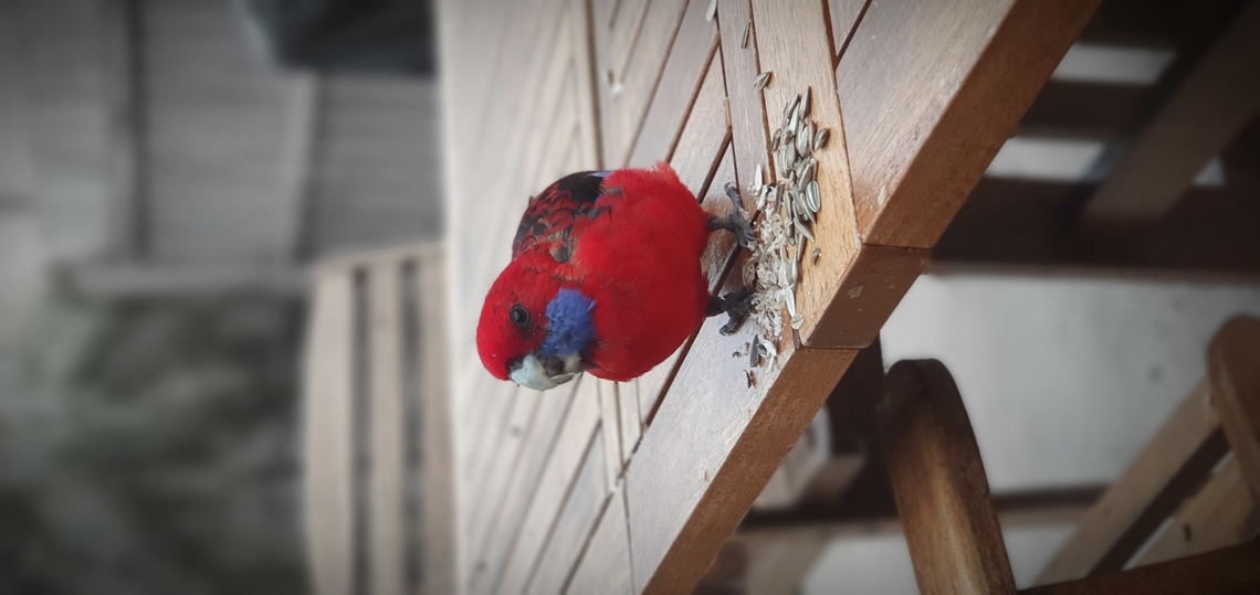 Crimson rosella  Australia,Crimson rosella,Geotagged,Platycercus elegans