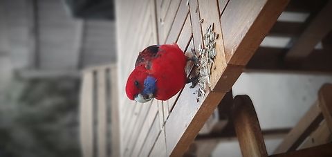 Crimson rosella  Australia,Crimson rosella,Geotagged,Platycercus elegans
