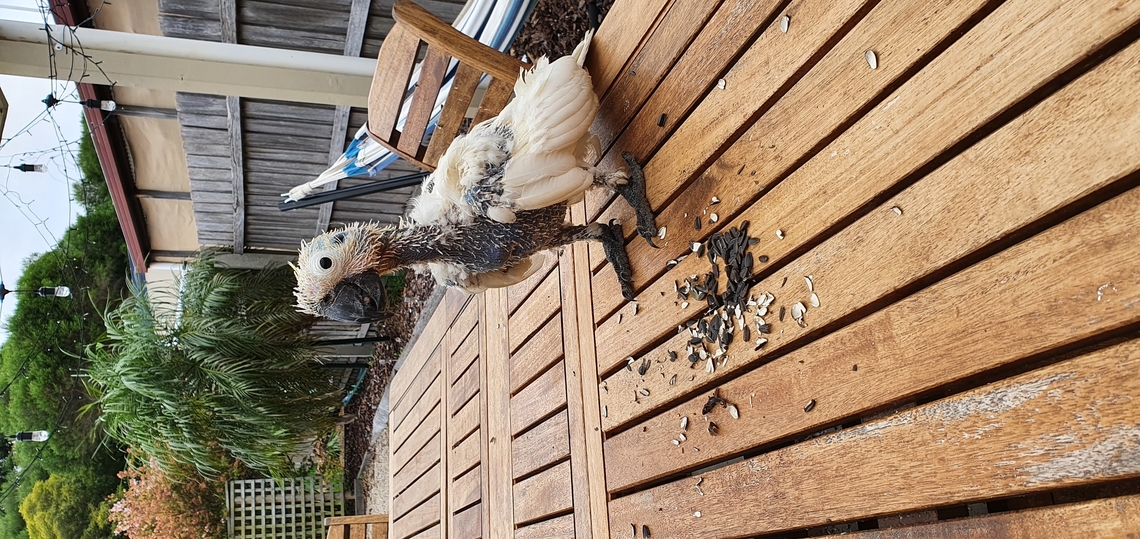 Sulfur crested cockatoo This cockatoo is unfortunately suffering from beak and feather disease. It is Fatal as the bird loses all its feathers eventually being unable to fly. it is highly contagious and is spread through fecal matter, feather dust, and dander.  Australia,Cacatua galerita,Geotagged,Sulfur crested cockatoo