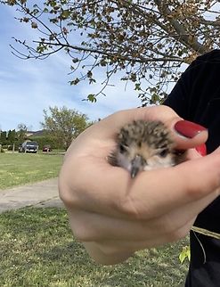 Baby plover  Australia,Charadriinae,Geotagged,Masked lapwing,Plovers,Vanellus miles