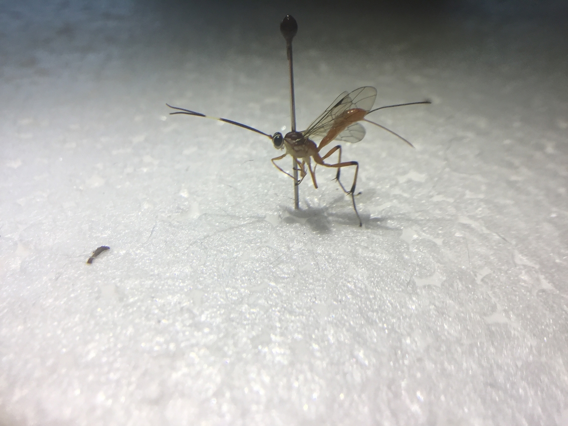 Brown-banded Ichneumon Wasp Small wasp with orange and white body, antennae with white line, orange legs with black tips. Australia,Geotagged