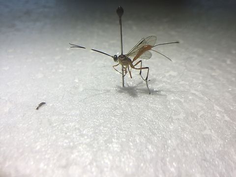 Brown-banded Ichneumon Wasp Small wasp with orange and white body, antennae with white line, orange legs with black tips. Australia,Geotagged