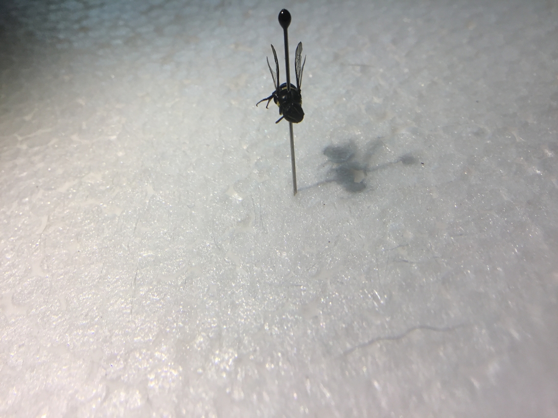 Hylaeus nubilosus, cloudy masked bee Cloudy masked bees are black and have 1 large yellow dot on their back and 1 smaller yellow dot on each side of their wings, there head has 2 white lines running length wise next to their eyes. Australia,Geotagged,Hylaeus nubilosus