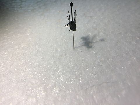Hylaeus nubilosus, cloudy masked bee Cloudy masked bees are black and have 1 large yellow dot on their back and 1 smaller yellow dot on each side of their wings, there head has 2 white lines running length wise next to their eyes. Australia,Geotagged,Hylaeus nubilosus