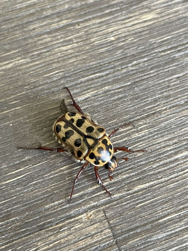 Punctate Flower Chafer Beetle Found by a friend of mine, it tried to bite her lol<br />
 Australia,Geotagged,Neorrhina punctata,Spotted Flower Chafer