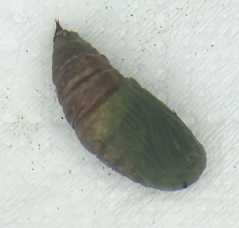 Looper moth chrysalis The chrysalis formed only a few hours ago from the previous looper caterpillar on my dash  Autographa precationis,Common Looper Moth