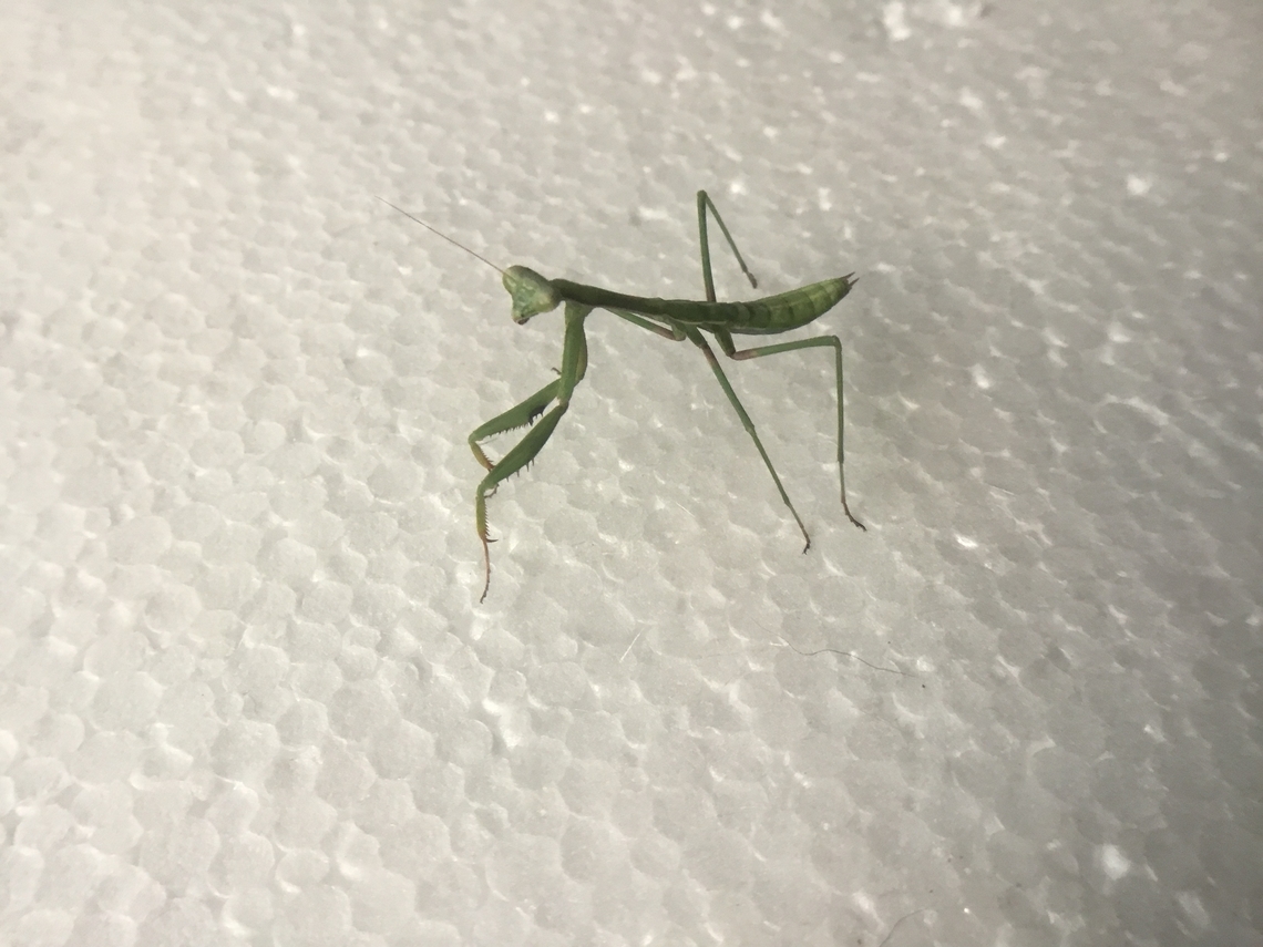 False garden mantid a green juvenile mantid on their 4th instar. I don&rsquo;t know their sex but I&rsquo;m hoping it becomes clearer with age. Australia,False garden mantid,Geotagged,Pseudomantis albofimbriata,Summer