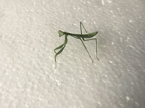 False garden mantid a green juvenile mantid on their 4th instar. I don’t know their sex but I’m hoping it becomes clearer with age. Australia,False garden mantid,Geotagged,Pseudomantis albofimbriata,Summer