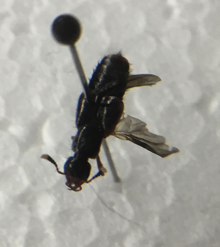 Hesperus haemorrhoidalis Rove beetle an Australian rive beetle with yellow tiled antenna and thorax <br />
this one was caught unintentionally while I was collecting flies for my false pray mantis. Australia,Geotagged,Summer