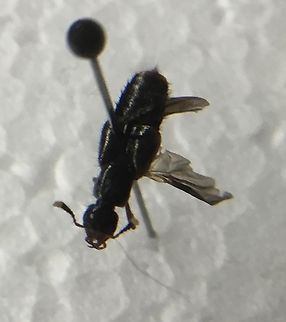 Hesperus haemorrhoidalis Rove beetle an Australian rive beetle with yellow tiled antenna and thorax 
this one was caught unintentionally while I was collecting flies for my false pray mantis. Australia,Geotagged,Summer