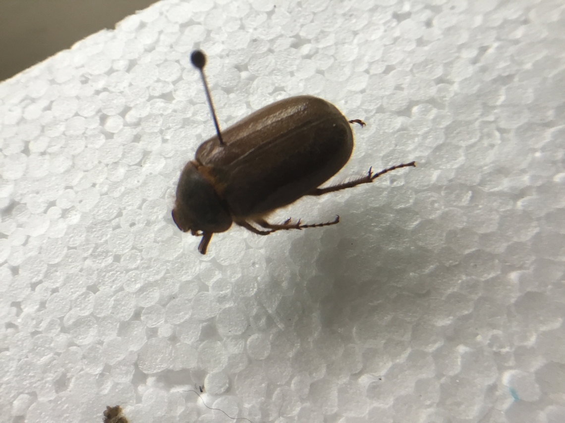 Brown cockchafer beetle originally I thought it was some type of Christmas beetle, this one was found trying to become one with a light outside my house  Australia,Brown Cockchafer,Geotagged,Rhopaea magnicornis