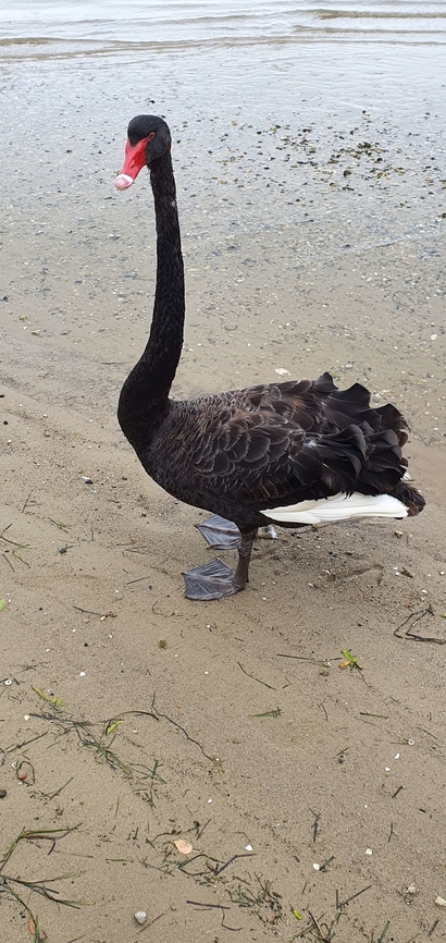 Black Swan, Australia  Australia,Black Swan,Cygnus atratus,Geotagged