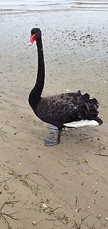 Black Swan, Australia  Australia,Black Swan,Cygnus atratus,Geotagged