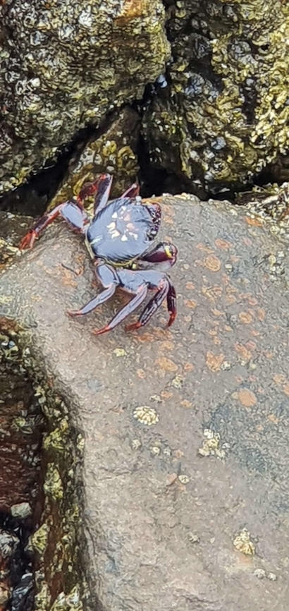 20210130_143552  Australia,Common rock thrush,Geotagged,Monticola saxatilis