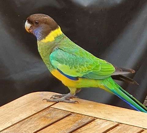 Australian ring neck Found in paynesville surprisingly, as that is not its natural zone. Australia,Australian ringneck,Barnardius zonarius,Geotagged