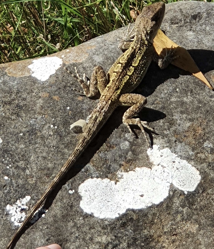 White Jacky lizard  Amphibolurus muricatus,Australia,Geotagged,Jacky dragon