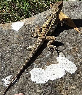 White Jacky lizard  Amphibolurus muricatus,Australia,Geotagged,Jacky dragon