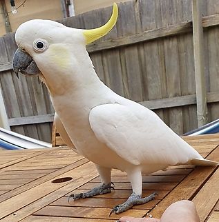 Sulfur crested cockatoo  Australia,Cacatua galerita,Geotagged,Sulfur crested cockatoo